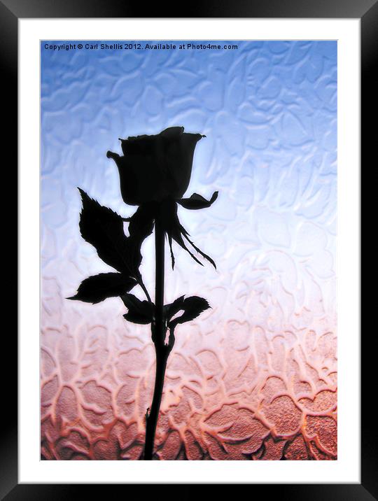 Rose Framed Mounted Print by Carl Shellis