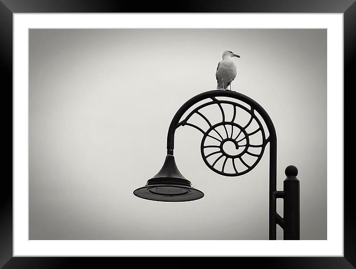 Seagull Framed Mounted Print by Carl Shellis