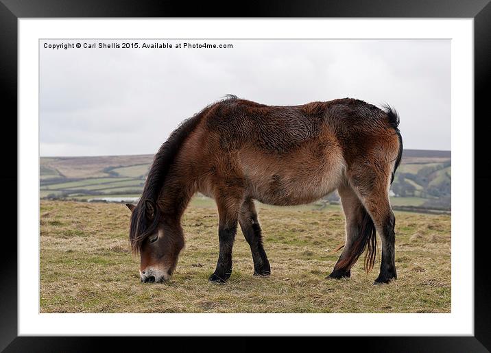  Exmoor pony grazing Framed Mounted Print by Carl Shellis