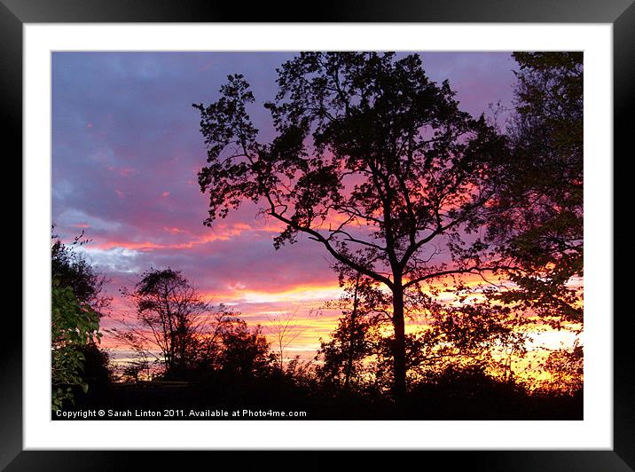 Sunset through the trees Framed Mounted Print by Sarah Osterman
