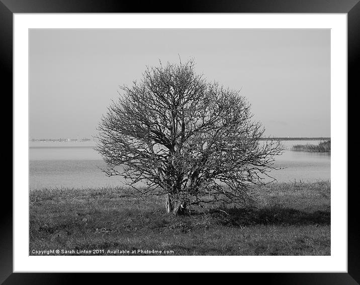 Black and White Tree Framed Mounted Print by Sarah Osterman