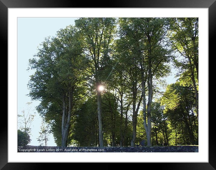 Sun behind the trees Framed Mounted Print by Sarah Osterman