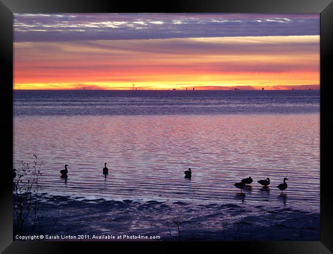 Geese at Sunset Framed Print by Sarah Osterman