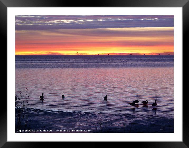 Geese at Sunset Framed Mounted Print by Sarah Osterman