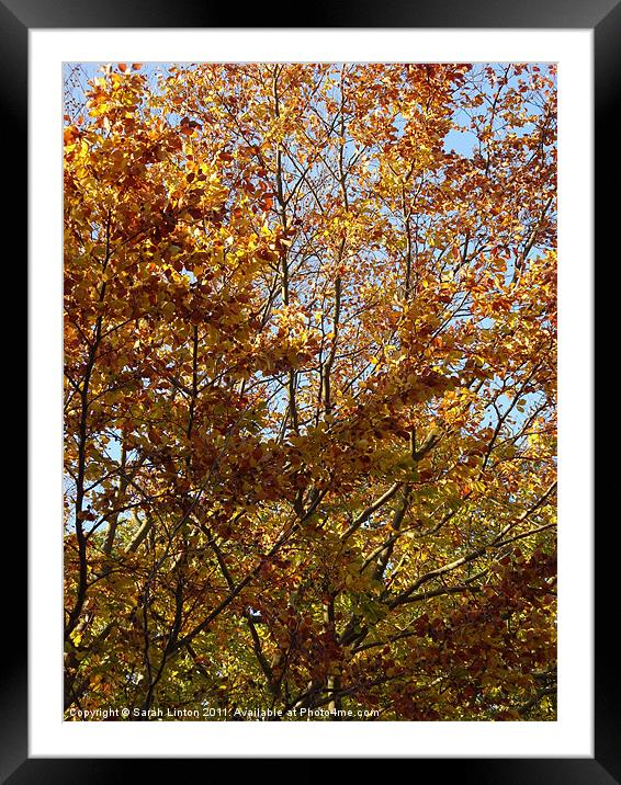 Autumn Leaves Framed Mounted Print by Sarah Osterman