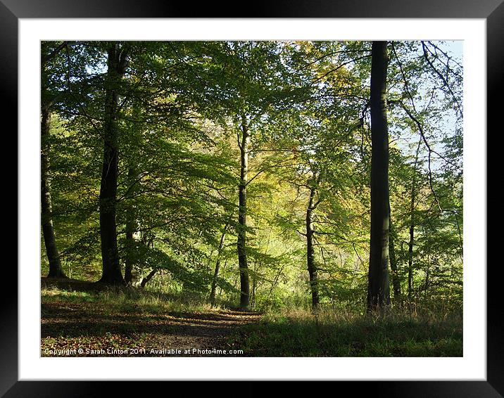 Beech Forest Framed Mounted Print by Sarah Osterman