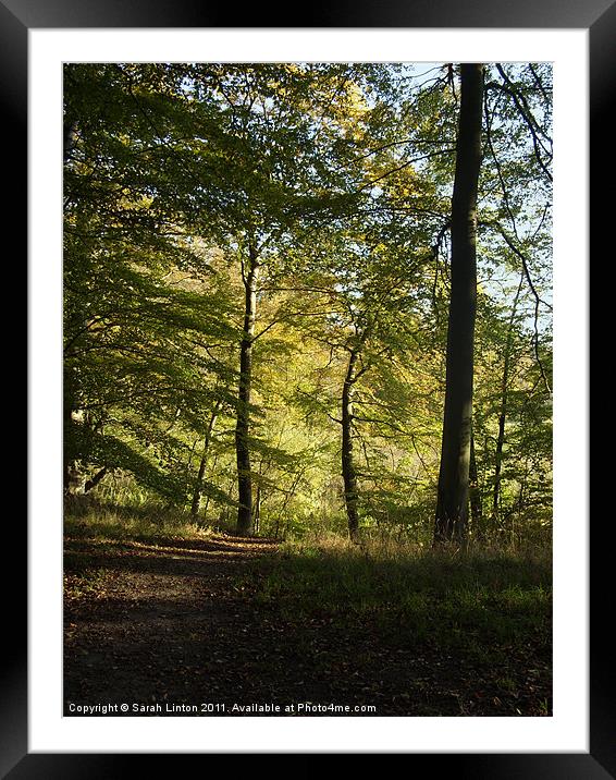 Beech Forest 2 Framed Mounted Print by Sarah Osterman