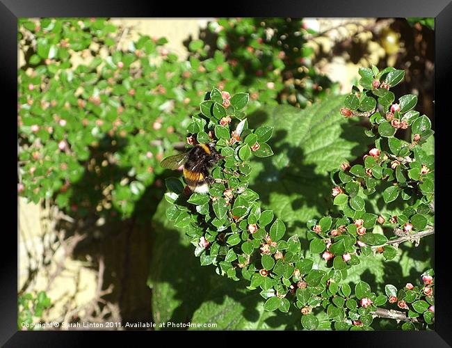 Bumble Bee on Cotoneaster Framed Print by Sarah Osterman