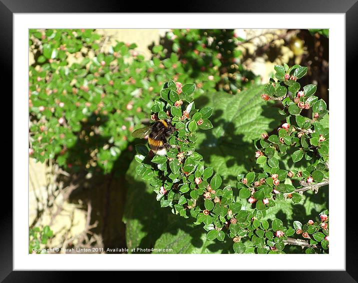 Bumble Bee on Cotoneaster Framed Mounted Print by Sarah Osterman