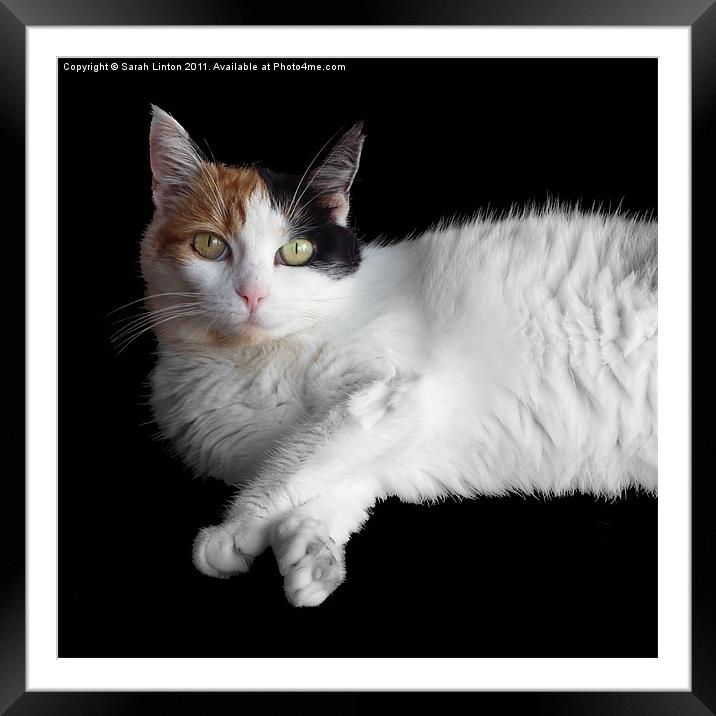 Calico Cat on Black Framed Mounted Print by Sarah Osterman