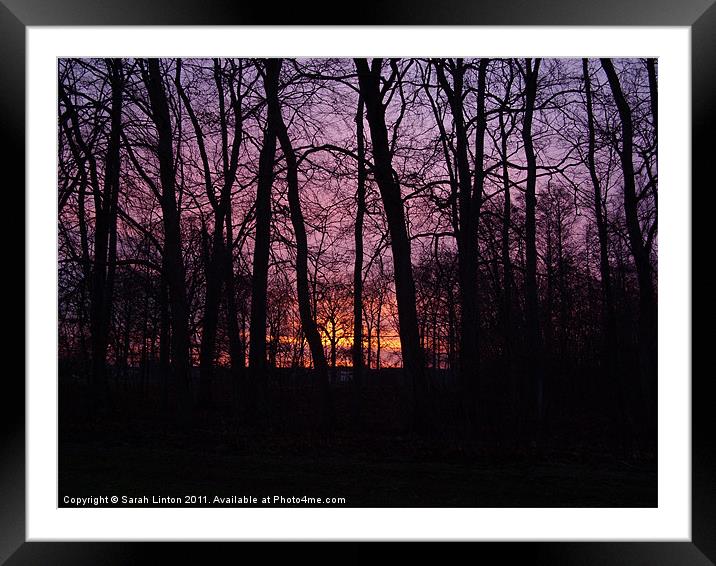 Sunrise Through the Trees Framed Mounted Print by Sarah Osterman