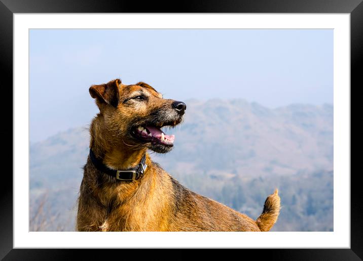 Patterdale Terrier Framed Mounted Print by david rodgers