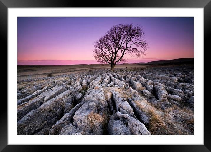 The Lone Tree Framed Mounted Print by Gary Mather