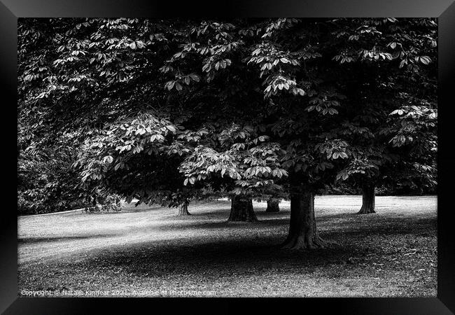 Trees in Black and White Framed Print by Natalie Kinnear