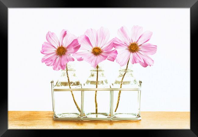Pink Cosmos Flowers Trio Framed Print by Natalie Kinnear