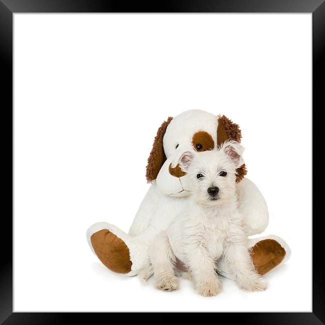 Westie Puppy and Teddy Bear Framed Print by Natalie Kinnear