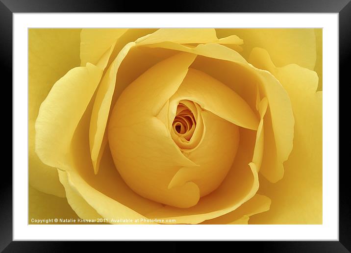 Yellow Rose Framed Mounted Print by Natalie Kinnear