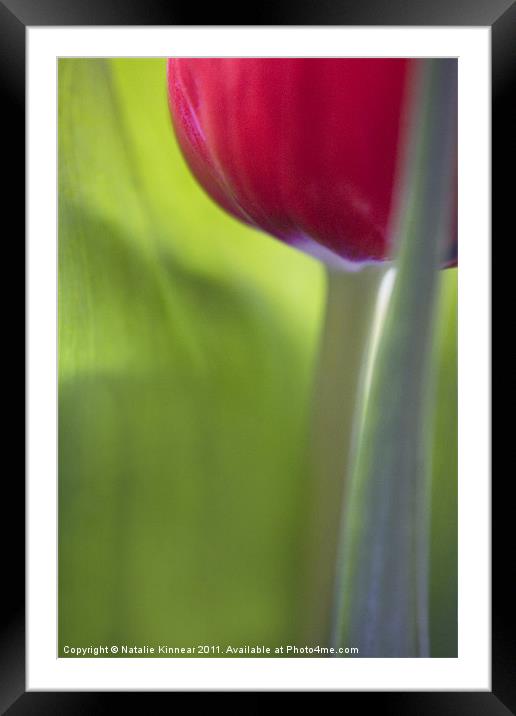 Tulip Close Up Framed Mounted Print by Natalie Kinnear