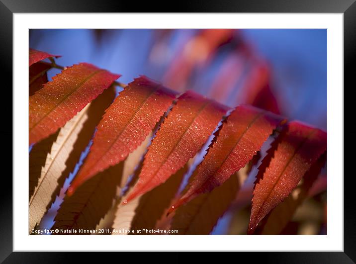 Red Leaves Blue Sky Framed Mounted Print by Natalie Kinnear