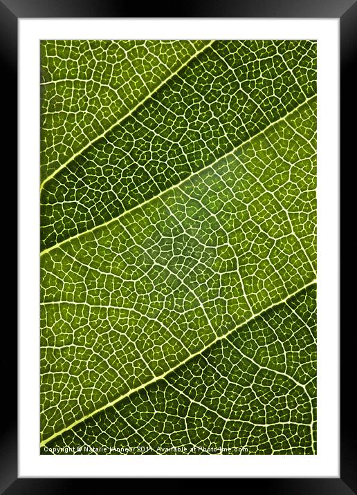 Leaf Lines III Framed Mounted Print by Natalie Kinnear
