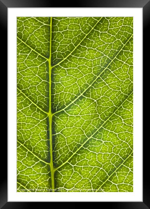 Leaf Lines IV Framed Mounted Print by Natalie Kinnear