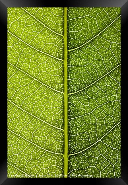 Leaf Lines VI Framed Print by Natalie Kinnear