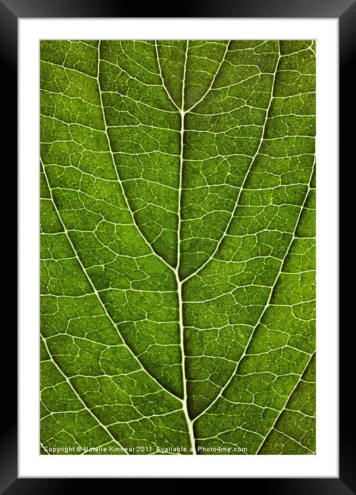 Leaf Lines VII Framed Mounted Print by Natalie Kinnear