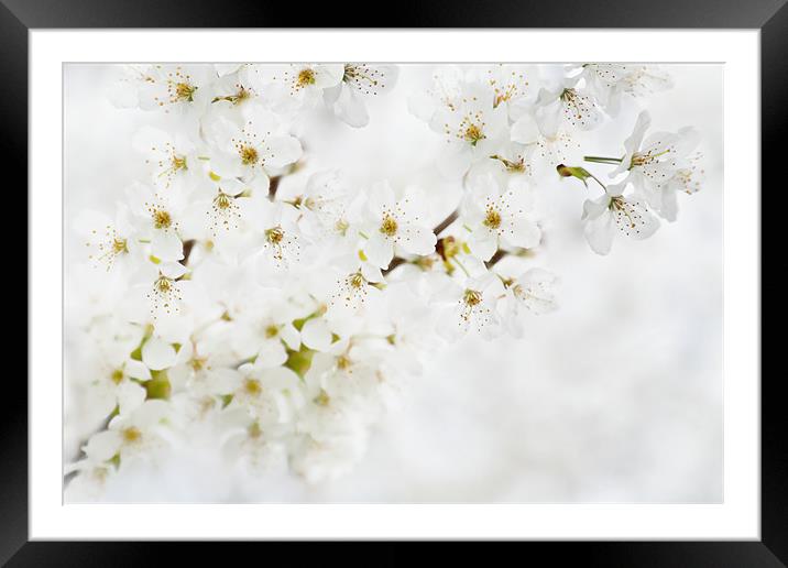 White Flowers on Canvas Framed Mounted Print by Natalie Kinnear