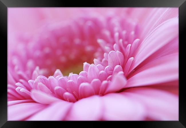 Pink Gerbera Flower Framed Print by Natalie Kinnear