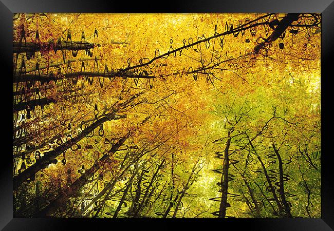Autumn Colours Abstract V Framed Print by Natalie Kinnear