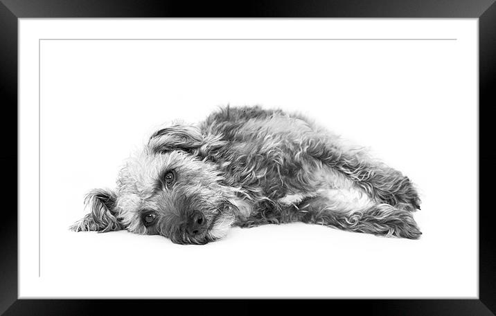 Cute Pup Framed Mounted Print by Natalie Kinnear