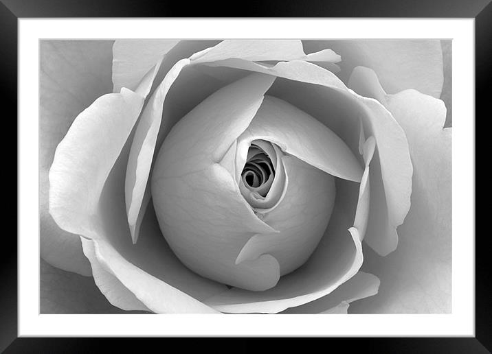 Black and White Floral Wall Art Framed Mounted Print by Natalie Kinnear