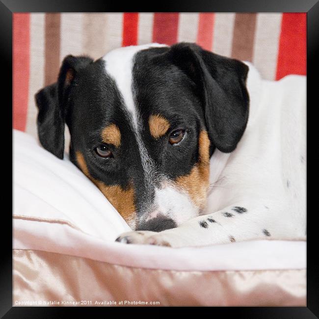 Jack Russell Terrier Dog - Square Format Framed Print by Natalie Kinnear