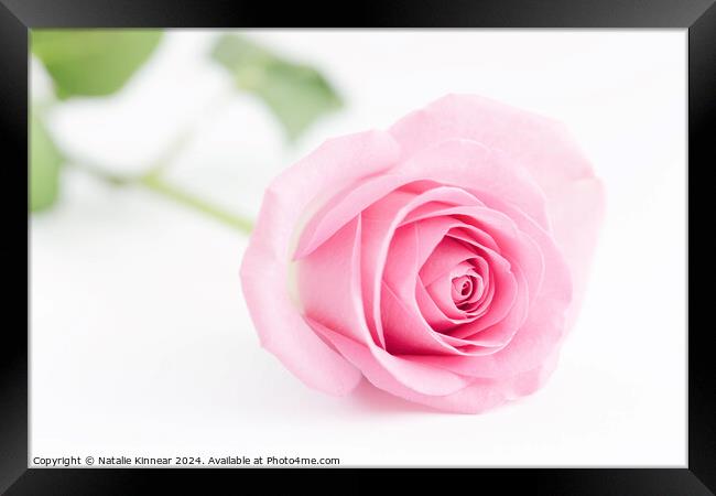 Pale Pink Rose Flower Close Up Framed Print by Natalie Kinnear