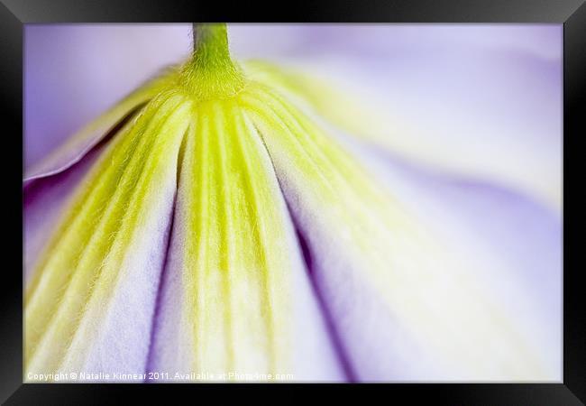 Clematis Flower I Framed Print by Natalie Kinnear