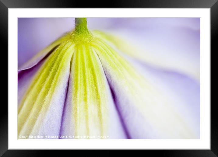 Clematis Flower I Framed Mounted Print by Natalie Kinnear