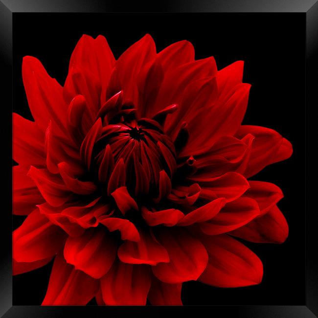 Red Dahlia Flower Wall Art Framed Print by Natalie Kinnear