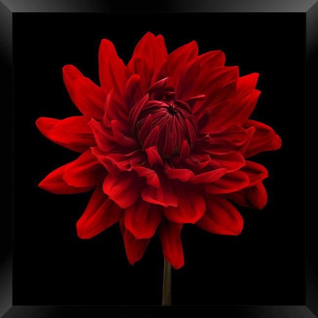 Red Dahlia Flower Black Background Framed Print by Natalie Kinnear