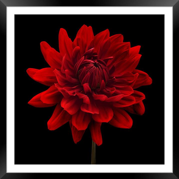 Red Dahlia Flower Black Background Framed Mounted Print by Natalie Kinnear