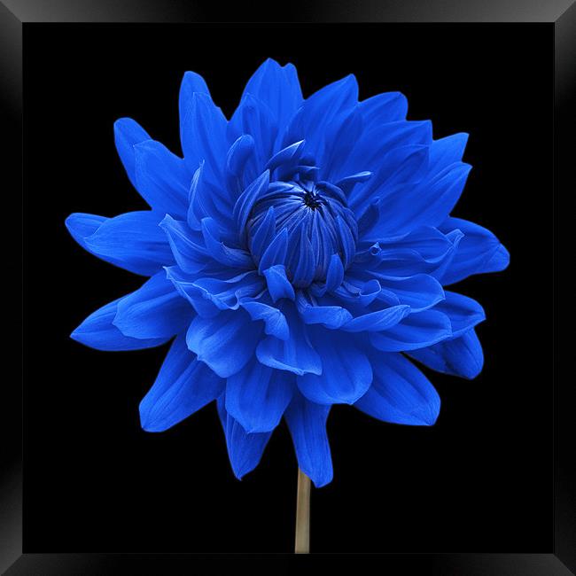 Blue Dahlia Flower Black Background Framed Print by Natalie Kinnear