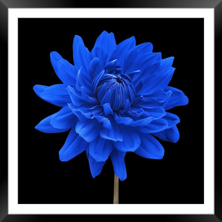 Blue Dahlia Flower Black Background Framed Mounted Print by Natalie Kinnear