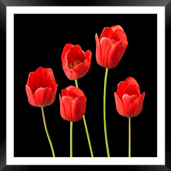 Red Tulips Black Background Wall Art Framed Mounted Print by Natalie Kinnear