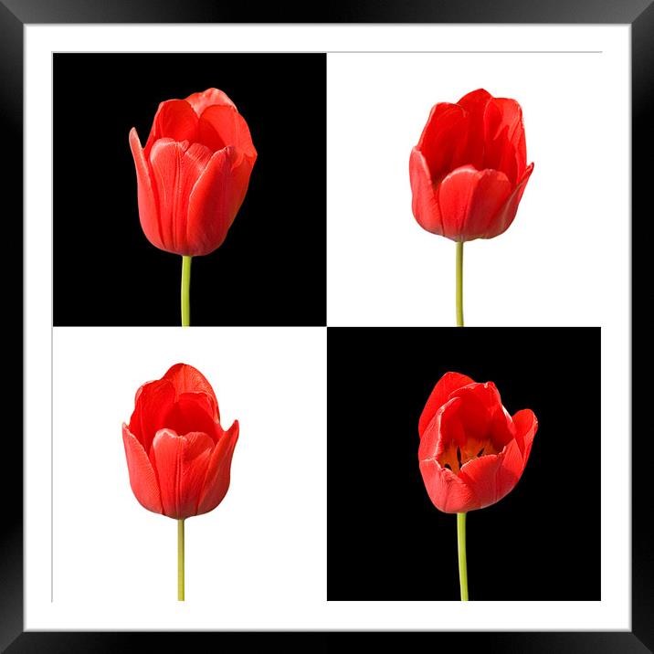 Red Tulips Black White Background Framed Mounted Print by Natalie Kinnear