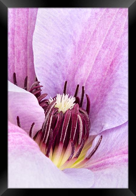 Lilac Purple Clematis Framed Print by Natalie Kinnear