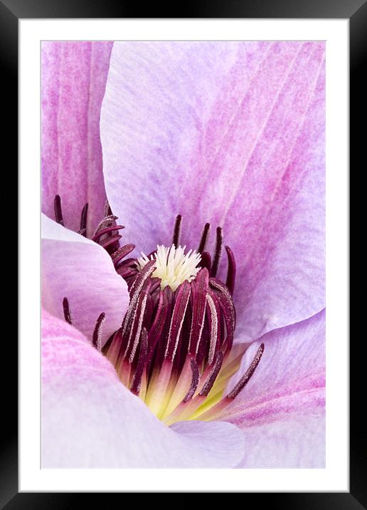 Lilac Purple Clematis Framed Mounted Print by Natalie Kinnear