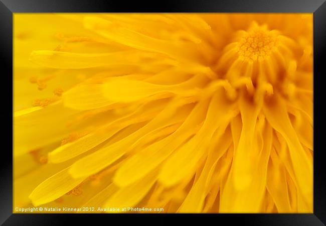 Bright Yellow Dandelion Flower Framed Print by Natalie Kinnear