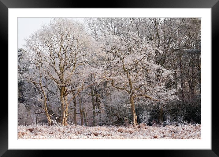 Frost on Trees Wall Art Framed Mounted Print by Natalie Kinnear