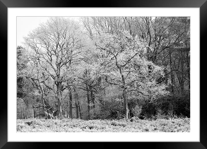 Frost on Trees in Black and White Framed Mounted Print by Natalie Kinnear