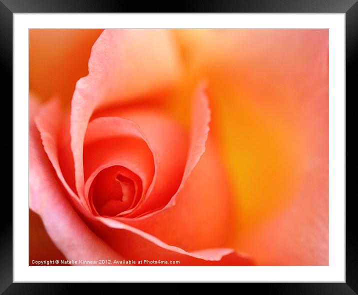 Romantic Red Orange Rose Framed Mounted Print by Natalie Kinnear