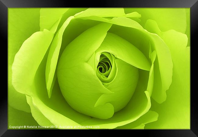 Bright Lime Green Rose Flower Framed Print by Natalie Kinnear